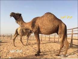 أوراق الورد انواع الابل ملف كامل بالصور
