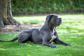 The cane corso, otherwise known as the italian mastiff, is the descendant of dogs used by the ancient romans in warfare. Are Cane Corsos Naturally Protective