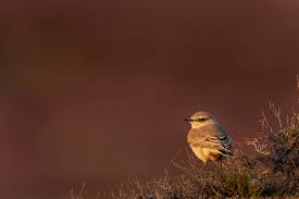 how to identify birds in uk and europe best app for bird