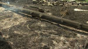 The large blaze burning southwest of westwold remains estimated at 20,891 hectares, but is expected to spread east and northeast on saturday. Small Evacuation Alert Enacted For Douglas Lake Area Wildfire Cfjc Today Kamloops