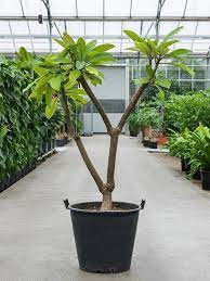 Gingko (gingko biloba) interesting information about plant: Plumeria Rubra Tempelbaum Terrapalme Heim Und Gartenshop