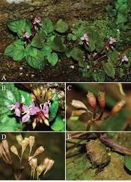 Image result for Memecylon sp. D