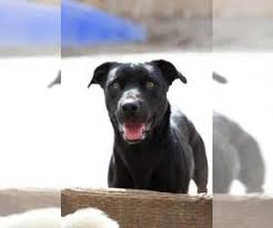 They have very soft hair coat. Dachshund Labrador Retriever Mix Dogs For Adoption In Usa Page 1 10 Per Page Puppyfinder Com