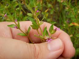 Image result for Cuphea carthagenensis