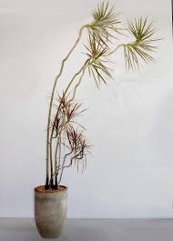 Image result for dracaena