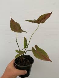 Image result for Pilea johnstonii