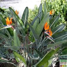 Oiseau De Paradis Culture Soins Maladies Tous Les Conseils Pour Les Plantes Vertes Plante Exotique Jardin Balinais Jardin Exotique