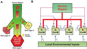 models depicting possible mechanisms