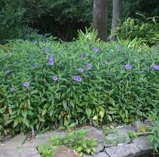 Katie Ruellia Ruellia Brittoniana Katie Propagating Plants Plants Garden