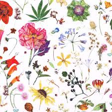 Looking for spa & spice colored floral drapery fabric & upholstery fabric. Liberty Fabric Tana Lawn Floral Eve D Sp Alice Caroline Liberty Fabric Patterns Kits And More Liberty Of London Fabric Online