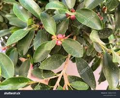 Image result for Ficus obliqua