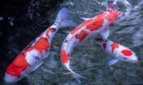 Jadi kita kenalan dulu dengan ikan koi. Panduan Memilih Ikan Koi Yang Bagus Dan Berkualitas Www Jualikankoi Co Id