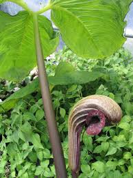 Image result for Arisaema