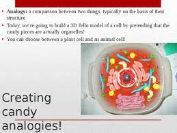 Sugar cookie (this is the same recipe i used for the cookie model of an atom), chocolate chips, hershey kiss**, cke biology*. Build A Cell 3d Jello Animal And Plant Cell Model Ppt By Glussy Science
