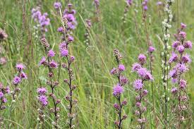 Image result for Nesaea aspera