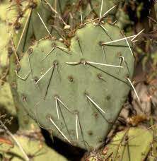 Duration refers to how long you have been using for. Prescottazhistory Cactus Needles For Toothpicks An Early Mayer Industry