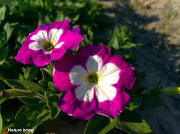 Growing Petunias How To Grow And Care Of Petunia Plant