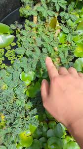 Image result for Neptunia oleracea