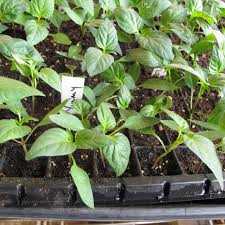 Keep the light two to four inches above the height of the seedlings. Seed Starting Indoors Getting Good Germination Growing Tomatoes Peppers