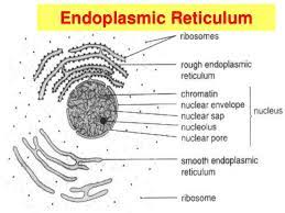 Form 4 chapter 2 / tingkatan 4 topik 2. Biology Form 4 Chapter 2 Part 1 Cell Structure