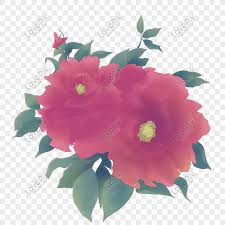 Daunnya digunakan juga dalam perubatan tradisional untuk merawat radang dan jangkitan. Lukisan Bunga Bunga Peony Merah Gambar Unduh Gratis Imej 611369033 Format Psd My Lovepik Com