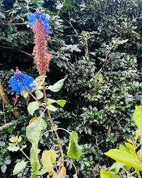 Image result for Pycnostachys parvifolia