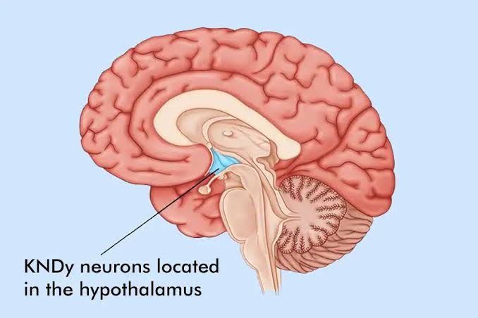 KNDy neurons in the hypothalamus regulate thermoregulation, AI generated