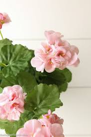 We did not find results for: Best Affordable Sources For Realistic Faux Plants Flowers The Happy Housie