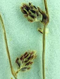 Image result for Isolepis setacea