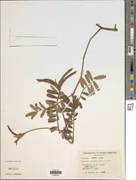 Image result for Tephrosia nana