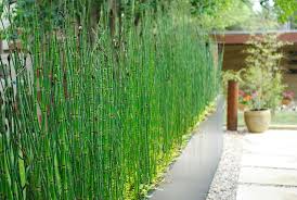 A garden hedge is quite simply a row of shrubs, spaced closely together so that they form a. 50 Modern Front Yard Designs And Ideas Renoguide Australian Renovation Ideas And Inspiration