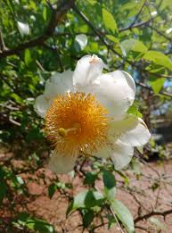 Image result for Oncoba