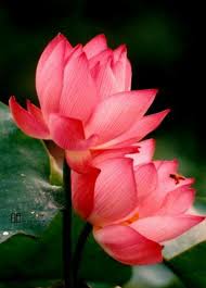Pin By Mayurraw On Beautiful Lotus Flower Pictures Flower Pictures Beautiful Flowers