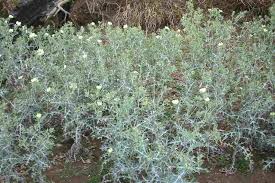 Image result for Argemone ochroleuca