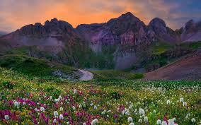 Check spelling or type a new query. Wildflower Field Wallpapers 4k Hd Wildflower Field Backgrounds On Wallpaperbat