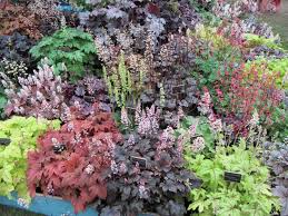 Heucheraholics Won Gold For Their Hugely Inspirational Knowledge And Display Of Heuchera Photo By Higham Garden Heuchera Garden Design Chelsea Flower Show