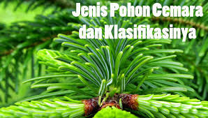 Akar tanamancemara memiliki perakarang tunggang, memiliki warna putih kotor atau kekuningandan digunakan untuk menyerap unsur hara tanah dan air. 5 Jenis Pohon Cemara Dan Klasifikasi Ilmiahnya Dosenpertanian Com