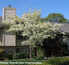 Image result for Chionanthus