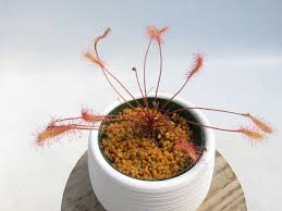 Image result for Drosera affinis