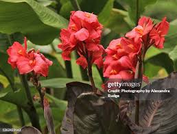 Image result for Cannaceae