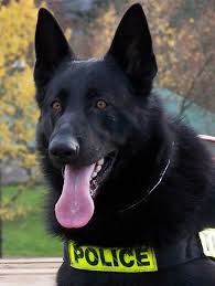 Police Dog Police Dogs Black German Shepherd Dog German Shepherd Dogs