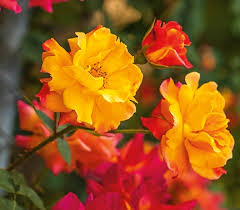 Us senator deb fischer visited the pantry on april 1st to discuss local effects of the pandemic. Cl Joseph S Coat Climbing Rose