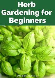 Try to avoid placing your herbs in the center of a room because they won't get enough light. Herb Gardening For Beginners Gardening Fever Gardening For Beginners Healthy Herbs Herb Garden