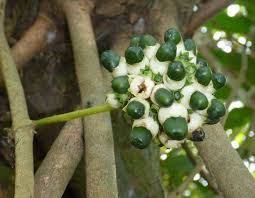 Image result for Dictyophleba ochracea