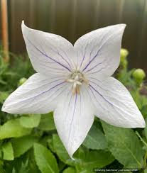 Image result for Platycodon