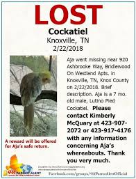 Our store also offers grooming, training, adoptions, veterinary and curbside pickup. Pin By Georgette Stamoulis On Lost Parrots Help Me Find My Way Home Cockatiel Parrot Help Me