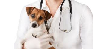 kogda mozhno sterilizovat sobaku pokazaniya k operacii ee plyusy i minusy uhod i vozmozhnye posledstviya uhod za sobakoj sobaki chihuahua sobaki
