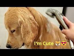 Washing Your Troubles Away Golden Retriever Takes Relaxing Shower Youtube Golden Retriever Retriever Pets