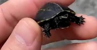 Maybe you would like to learn more about one of these? Kerana Kura Kura Kecil Ini Pemandu Terpaksa Berhentikan Kereta Di Tepi Jalan Untuk Memeriksa Sesuatu