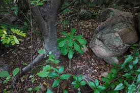 Image result for Chlorophytum zingiberastrum